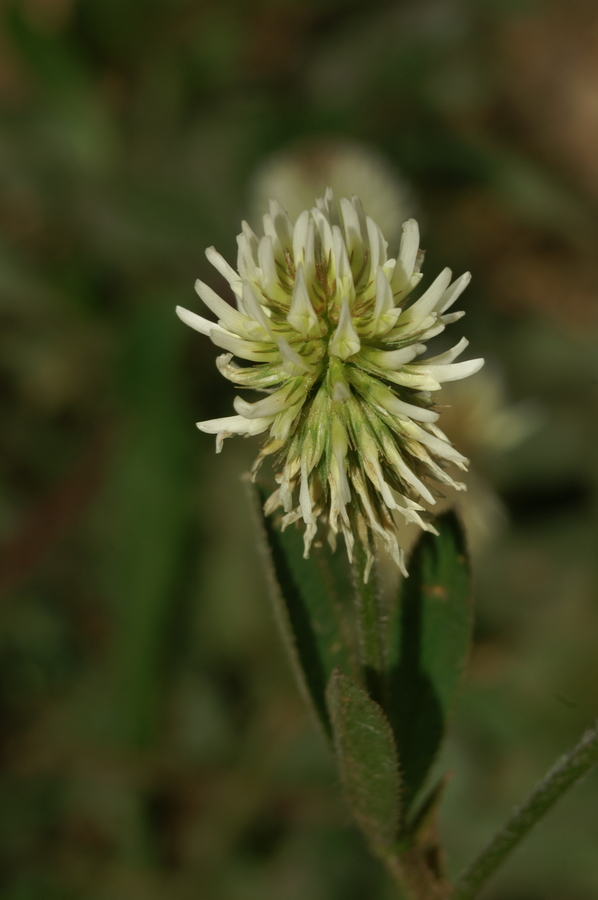 Gorska detelja (<i>Trifolium montanum</i>), Setnica, 2008-06-01 (Foto: Benjamin Zwittnig)