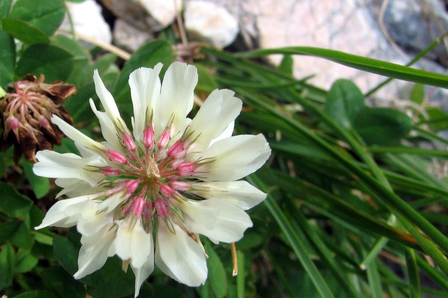 Bleda detelja (<i>Trifolium pallescens</i>), Tičarica – Zelnarica, 2009-08-17 (Foto: Sonja Kostevc)