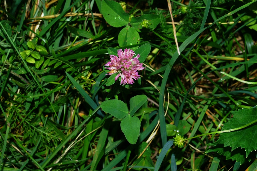 Črna detelja (<i>Trifolium pratense</i>), Fridrihštajn, 2006-07-08 (Foto: Benjamin Zwittnig)