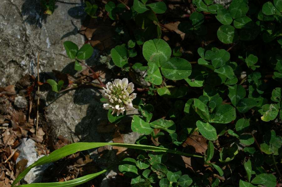 Plazeča detelja (<i>Trifolium repens</i>), Fridrihštajn, 2006-07-08 (Foto: Benjamin Zwittnig)