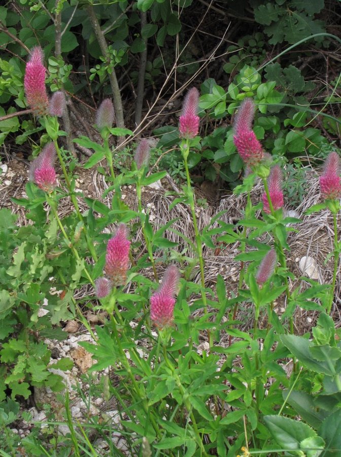 Škrlatnordeča detelja (<i>Trifolium rubens</i>), Južno pobočje Gore nad Ajdovščino, 2012-06-08 (Foto: Boris Gaberšček)
