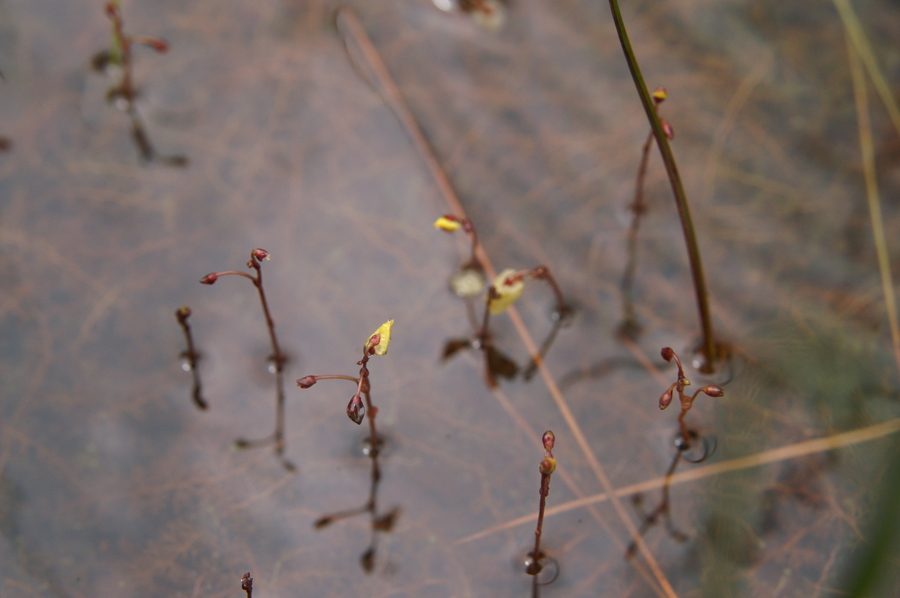 Mala mešinka (<i>Utricularia minor</i>), 2009-06-27 (Foto: Benjamin Zwittnig)