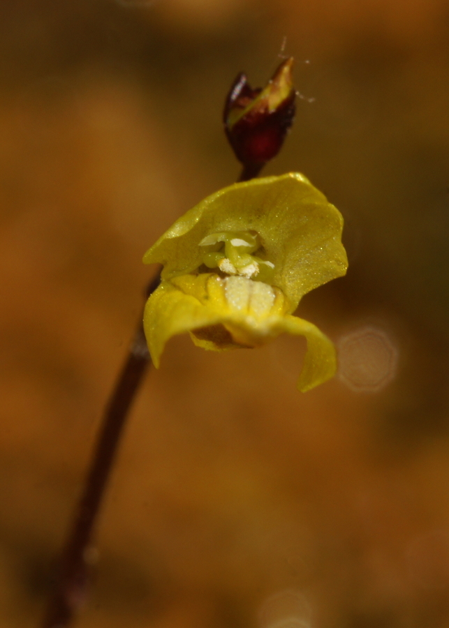 Mala mešinka (<i>Utricularia minor</i>), 2016-05-28 (Foto: Benjamin Zwittnig)