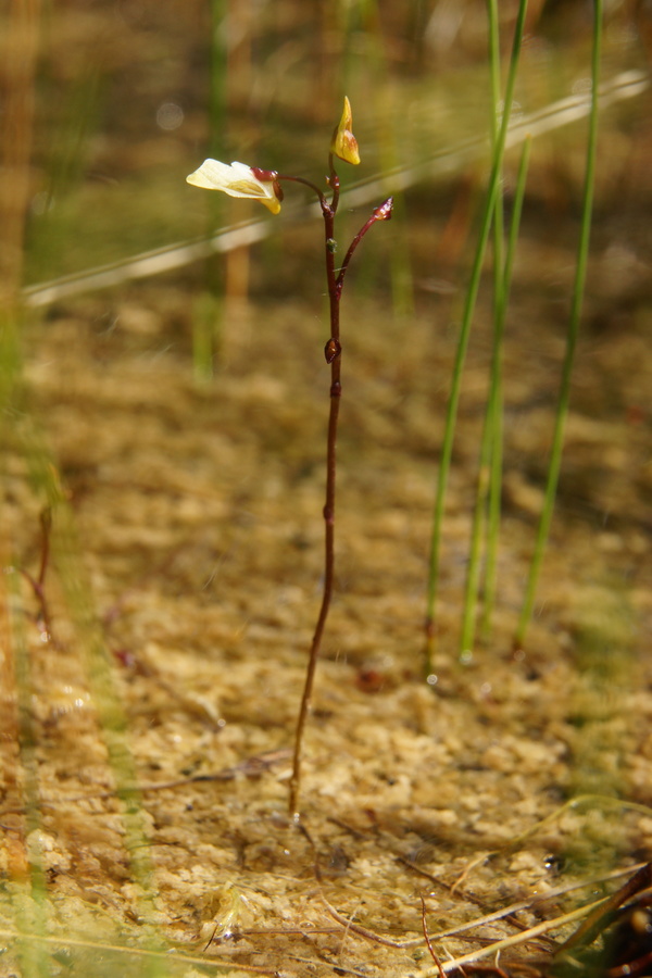 Mala mešinka (<i>Utricularia minor</i>), 2013-07-31 (Foto: Benjamin Zwittnig)