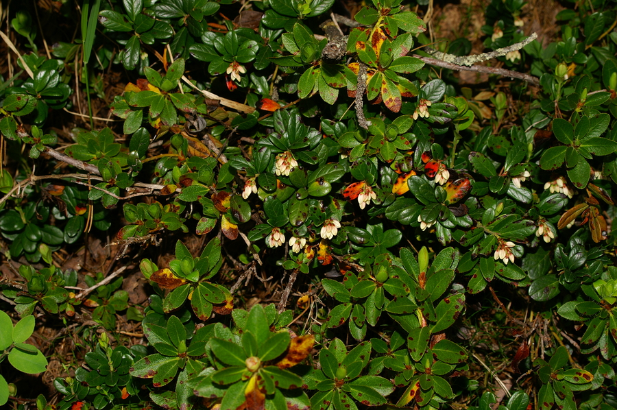 Brusnica (<i>Vaccinium vitis-idaea</i>), Mokrica, 2006-06-23 (Foto: Benjamin Zwittnig)