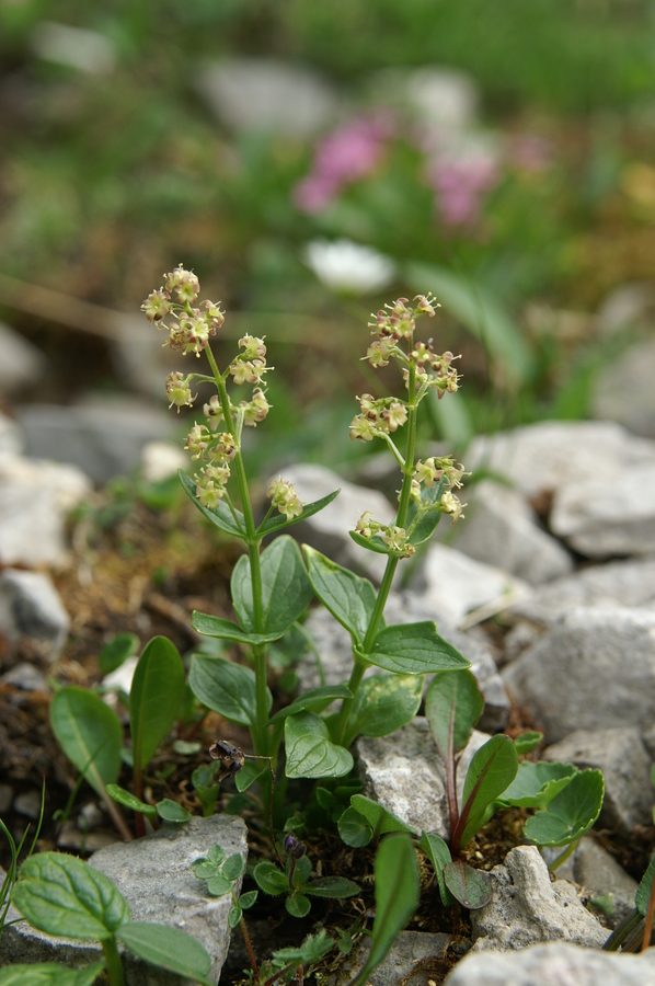 Podaljšana špajka (<i>Valeriana elongata</i>), Korošica (Kamniške  alpe), 2008-07-12 (Foto: Benjamin Zwittnig)