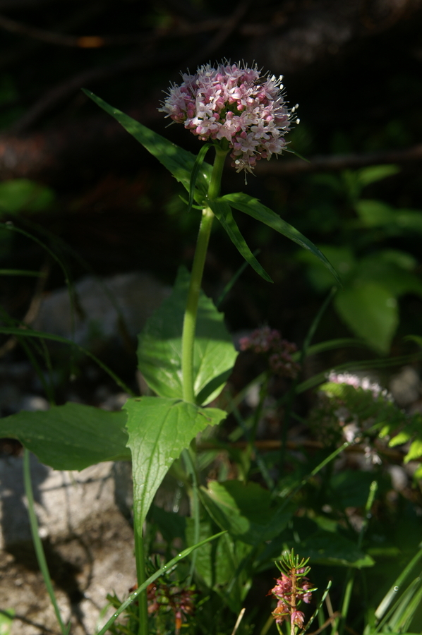 Gorska špajka (<i>Valeriana montana</i>), Kepa, 2010-06-18 (Foto: Benjamin Zwittnig)