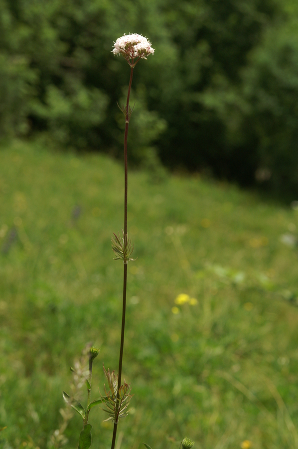 Zdravilna špajka (<i>Valeriana officinalis</i>), Kamniški vrh, 2010-06-25 (Foto: Benjamin Zwittnig)