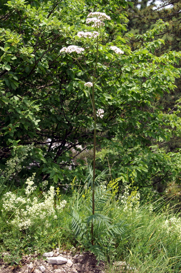 Zdravilna špajka (<i>Valeriana officinalis</i>), Kamniški vrh, 2010-06-25 (Foto: Benjamin Zwittnig)