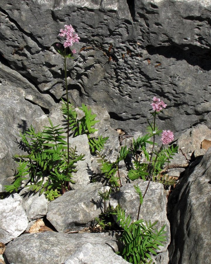 Zdravilna špajka (<i>Valeriana officinalis</i>), Črno jezero, 2010-07-14 (Foto: Boris Gaberšček)