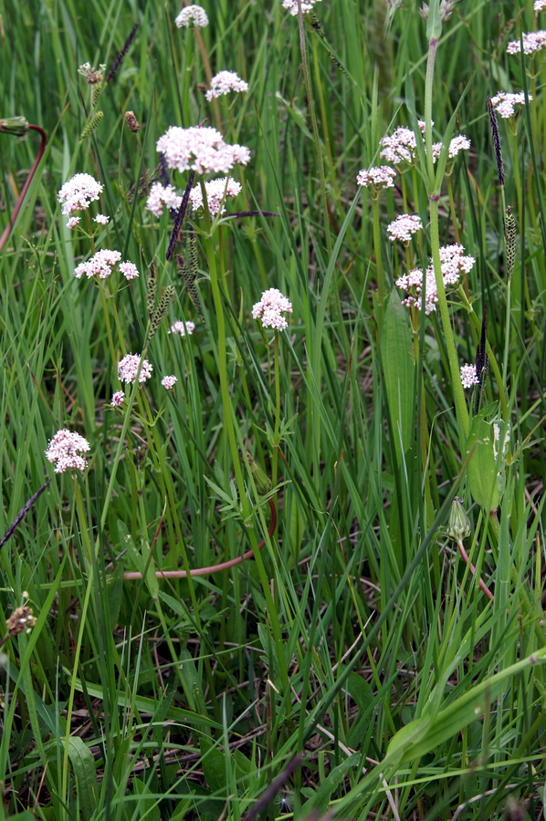 Travniška špajka (<i>Valeriana pratensis</i>), Brezje pri Dobrovi, 2010-05-09 (Foto: Benjamin Zwittnig)