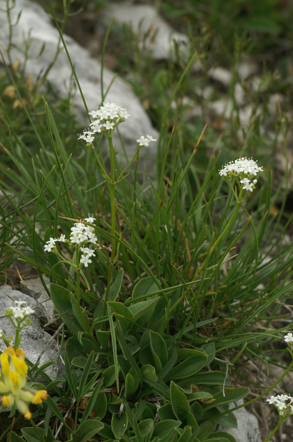 Skalna špajka (<i>Valeriana saxatilis</i>), Velika planina, 2008-06-26 (Foto: Benjamin Zwittnig)
