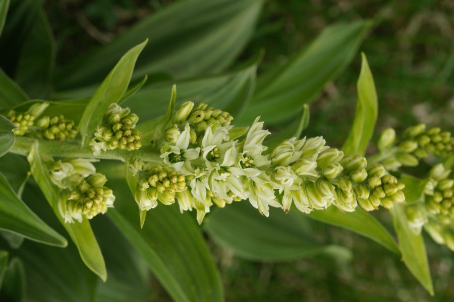 Lobelolova ali zelena čmerika (<i>Veratrum album ssp. lobelianum</i>), Grintovec, 2015-06-13 (Foto: Benjamin Zwittnig)