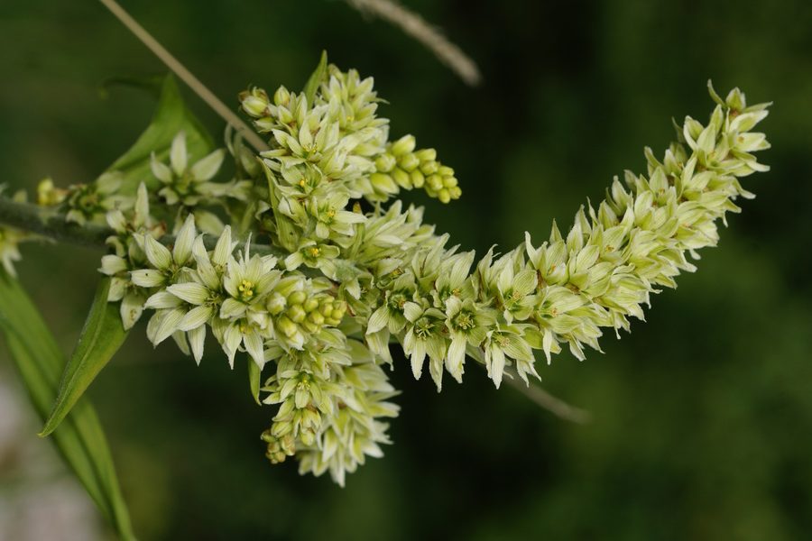 Lobelolova ali zelena čmerika (<i>Veratrum album ssp. lobelianum</i>), pod Kokrškim sedlom, 2015-06-13 (Foto: Benjamin Zwittnig)
