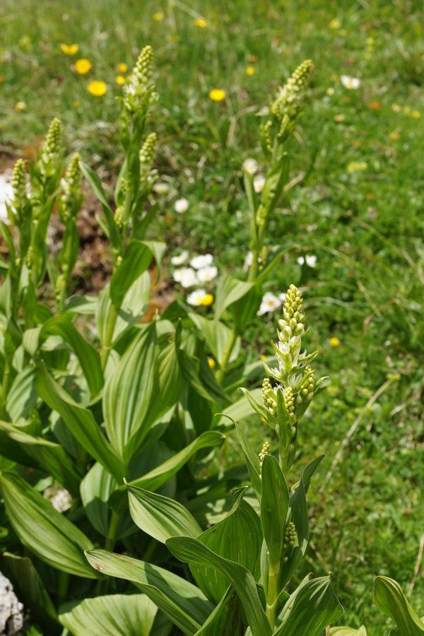 Lobelolova ali zelena čmerika (<i>Veratrum album ssp. lobelianum</i>), Kokrško sedlo – Grintavec, 2016-07-02 (Foto: Benjamin Zwittnig)