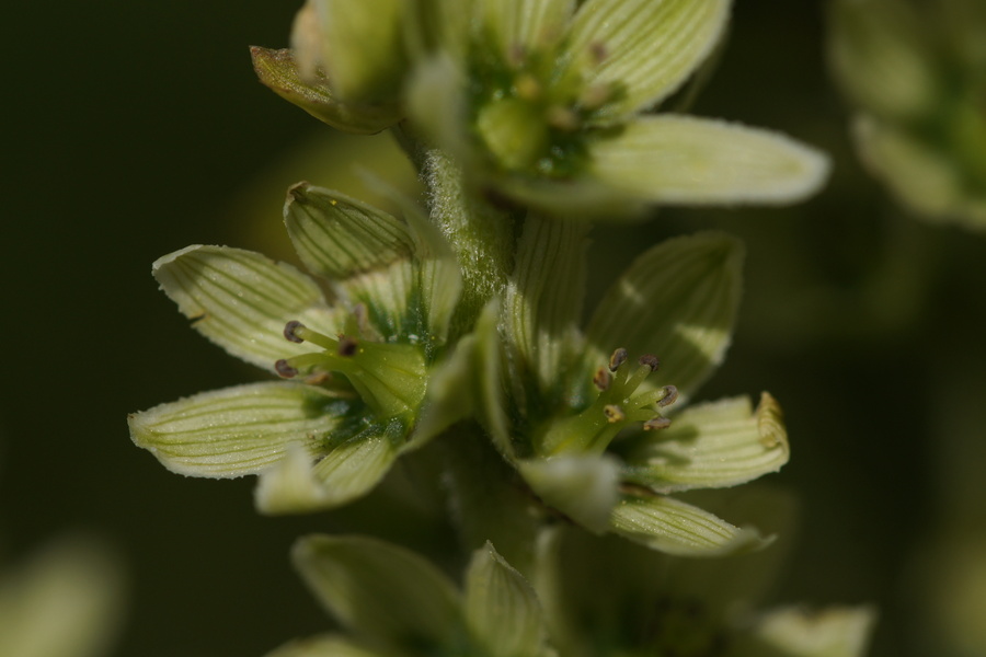 Lobelolova ali zelena čmerika (<i>Veratrum album ssp. lobelianum</i>), Begunjščica, 2018-06-17 (Foto: Benjamin Zwittnig)