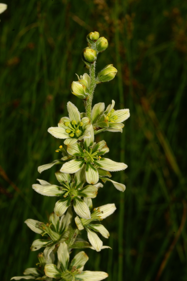 Lobelolova ali zelena čmerika (<i>Veratrum album ssp. lobelianum</i>), Lj. barje, 2006-06-22 (Foto: Benjamin Zwittnig)