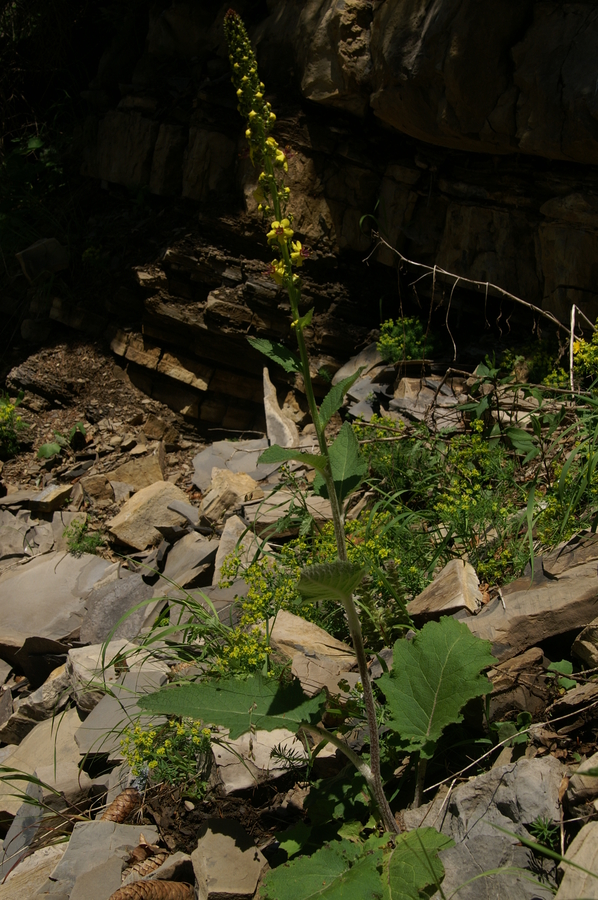 Volnati lučnik (<i>Verbascum alpinum</i>), Kepa, 2010-06-18 (Foto: Benjamin Zwittnig)