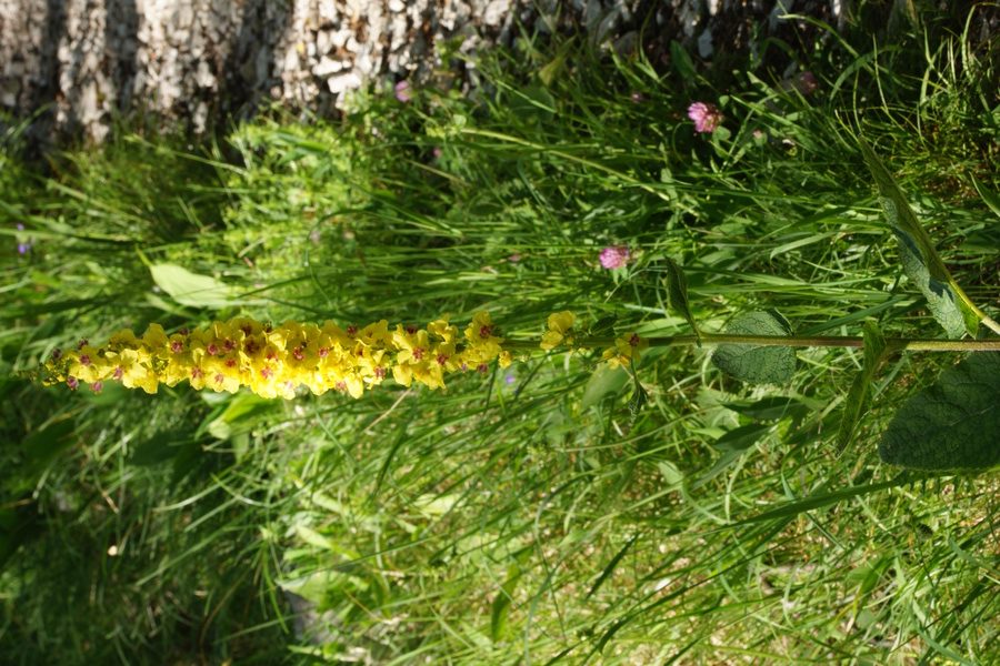 Volnati lučnik (<i>Verbascum alpinum</i>), Ljublelj – Prevala, 2014-06-11 (Foto: Benjamin Zwittnig)