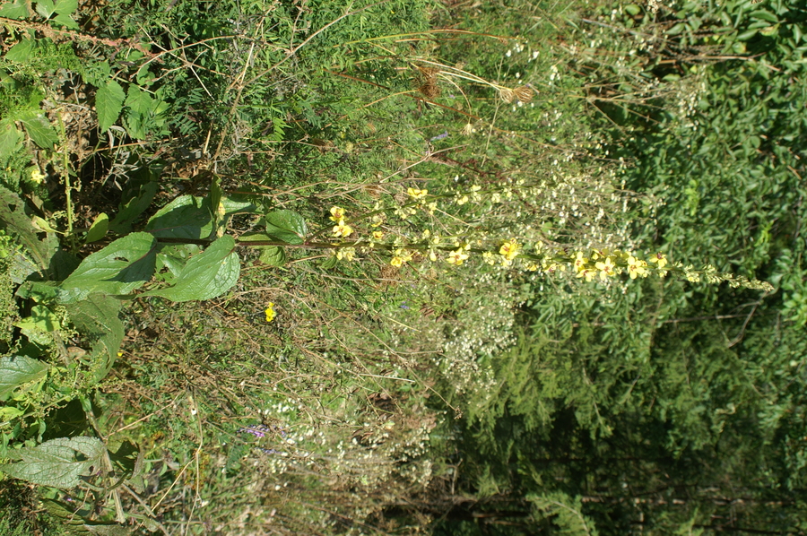 Avstrijski lučnik (<i>Verbascum austriacum</i>), Selo, 2007-09-02 (Foto: Benjamin Zwittnig)