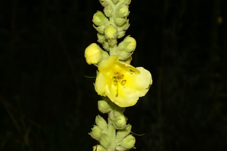 Navadni lučnik (<i>Verbascum phlomoides</i>), Kal Koritnica, 2006-07-27 (Foto: Benjamin Zwittnig)