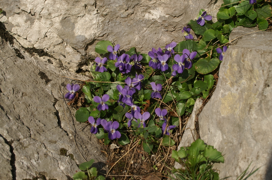 Jadranska vijolica (<i>Viola adriatica</i>), Vipava (Gradiška tura), 2007-03-11 (Foto: Benjamin Zwittnig)