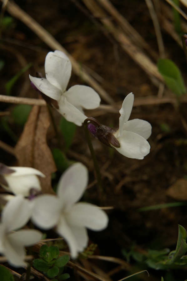 Bela vijolica (<i>Viola alba ssp. scotophylla</i>), Katarina nad Lj., 2010-04-05 (Foto: Benjamin Zwittnig)