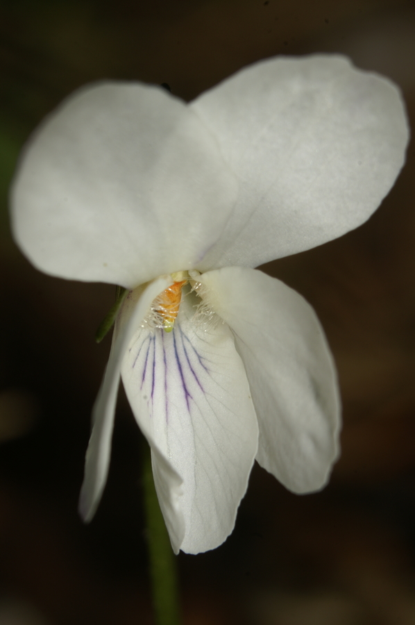 Bela vijolica (<i>Viola alba ssp. scotophylla</i>), Gradiška tura, 2007-03-11 (Foto: Benjamin Zwittnig)