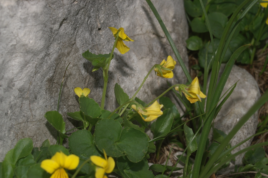 Dvocvetna vijolica (<i>Viola biflora</i>), Veliki podi (pod Skuto), 2007-06-21 (Foto: Benjamin Zwittnig)