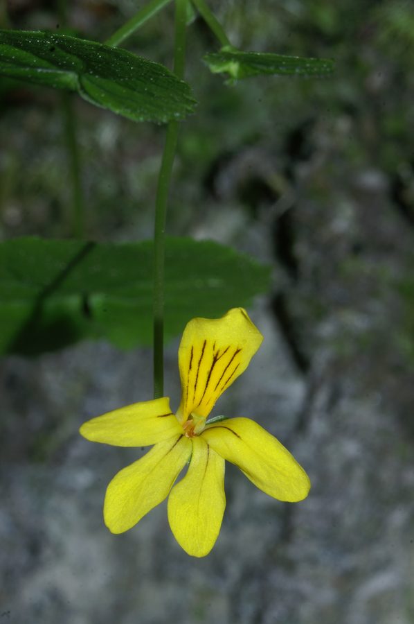 Dvocvetna vijolica (<i>Viola biflora</i>), Orglice, 2007-05-01 (Foto: Benjamin Zwittnig)