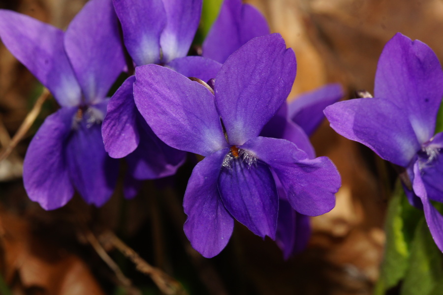 Dišeča vijolica (<i>Viola odorata</i>), Samotorica, 2016-04-03 (Foto: Benjamin Zwittnig)
