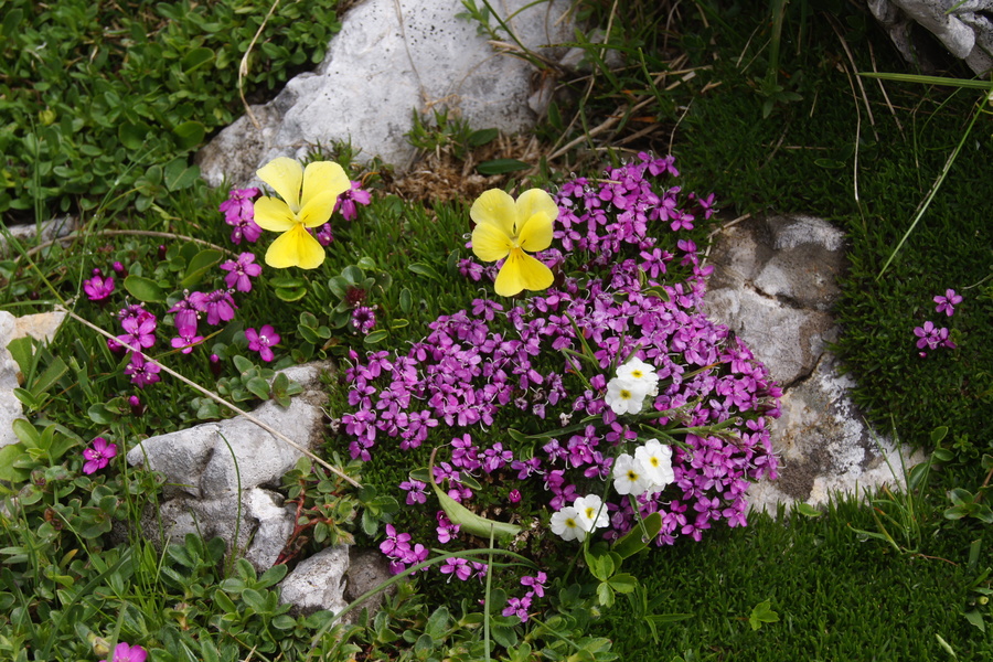 Zoisova vijolica (<i>Viola zoysii</i>), 2015-06-17 (Foto: Benjamin Zwittnig)
