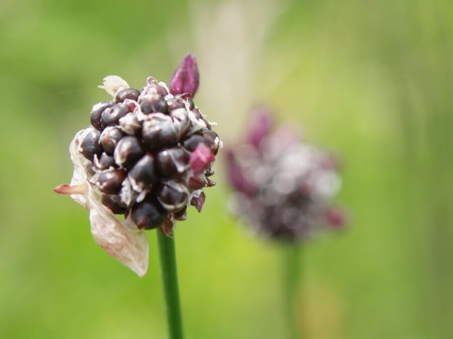 Vinograjski luk (<i>Allium vineale</i>), Štorje, 2020-05-31 (Foto: Benjamin Zwittnig)