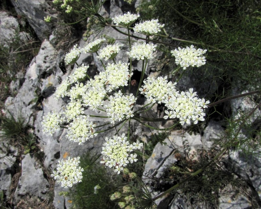 Skalna jelenka (<i>Athamanta turbith</i>), Gora nad Ajdovščino, 2011-05-18 (Foto: Boris Gaberšček)