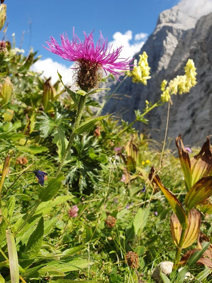 Peresasti glavinec (<i>Centaurea uniflora ssp. nervosa</i>), Bovški gamsovec, 2019-08-17 (Foto: Benjamin Zwittnig)