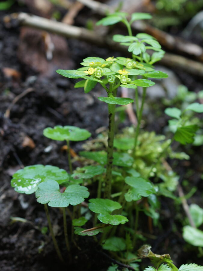 Spiralastolistni vraničnik (<i>Chrysosplenium alternifolium</i>), Rakov Škocjan, 2019-05-03 (Foto: Benjamin Zwittnig)