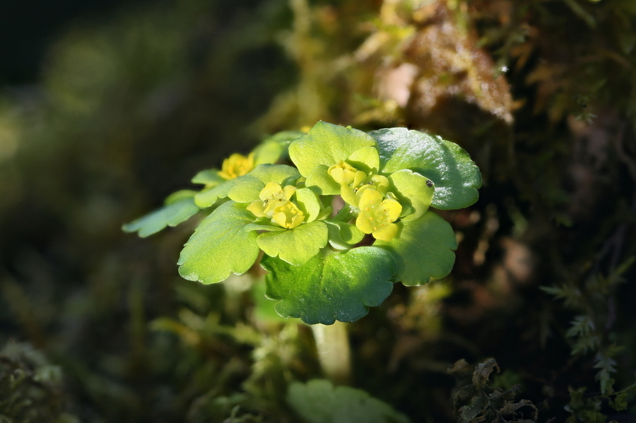 Spiralastolistni vraničnik (<i>Chrysosplenium alternifolium</i>), Trzin, 2020-03-23 (Foto: Jure Slatner)