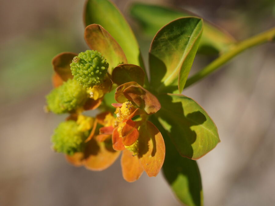 Bradavičasti mleček (<i>Euphorbia verrucosa</i>), Polhograjska grmada, 2020-05-02 (Foto: Benjamin Zwittnig)