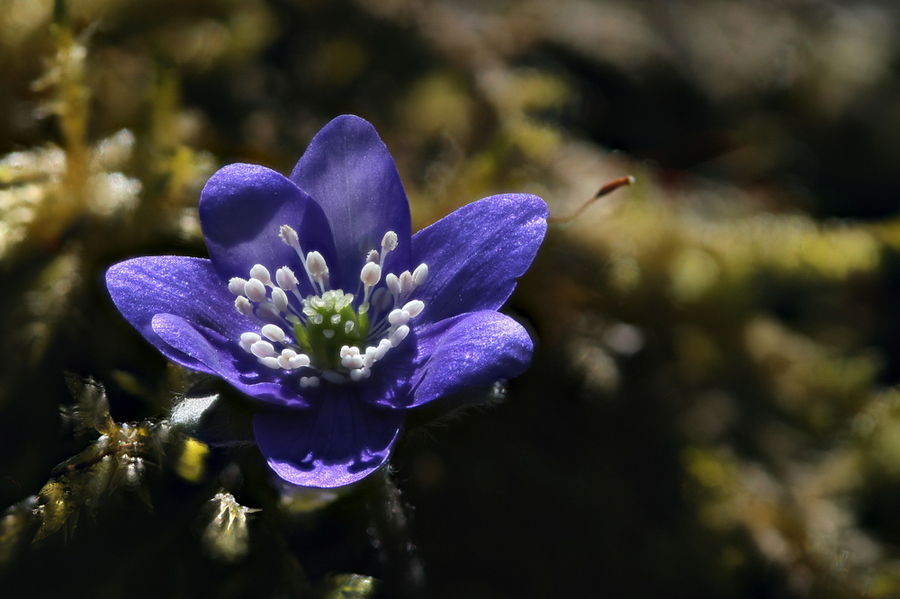 Navadni jetrnik (<i>Hepatica nobilis</i>), Trzin, 2020-03-23 (Foto: Jure Slatner)