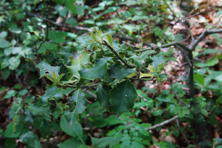 Navadna bodika (<i>Ilex aquifolium</i>), vrh Kuželjske stene, 2020-05-24 (Foto: Benjamin Zwittnig)