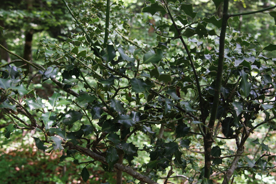 Navadna bodika (<i>Ilex aquifolium</i>), vrh Kuželjske stene, 2020-05-24 (Foto: Benjamin Zwittnig)