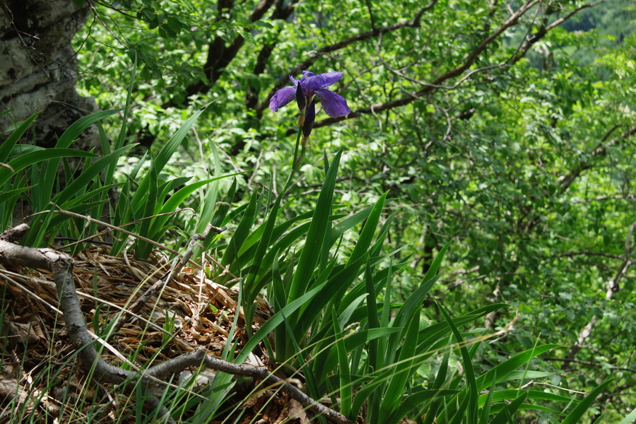 Ilirska perunika (<i>Iris pallida ssp. illyrica</i>), vrh Kuželjske stene, 2020-05-24 (Foto: Benjamin Zwittnig)