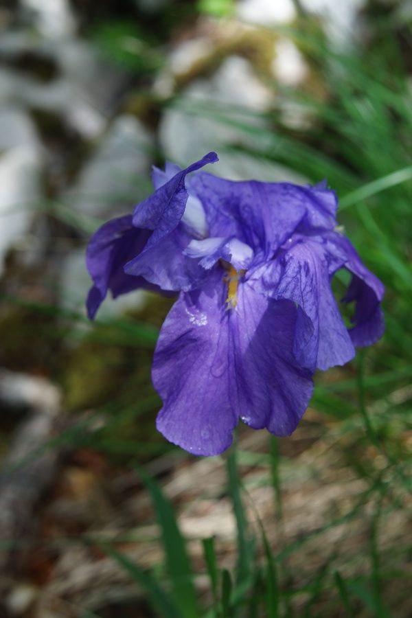 Ilirska perunika (<i>Iris pallida ssp. illyrica</i>), vrh Kuželjske stene, 2020-05-24 (Foto: Benjamin Zwittnig)