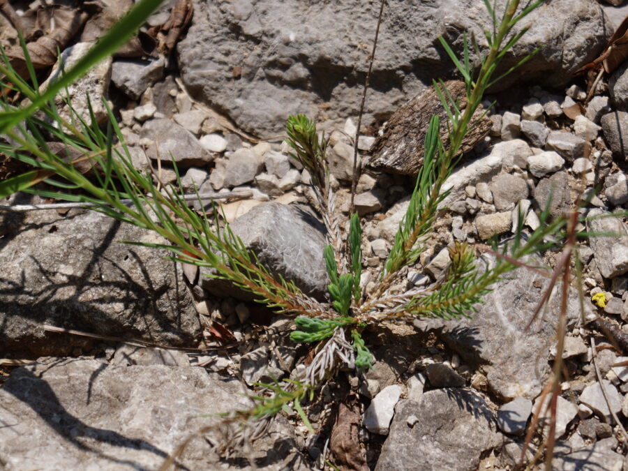 Drobnolistni lan (<i>Linum tenuifolium</i>), dolina Kolpe – Kuželjska stena, 2020-06-28 (Foto: Benjamin Zwittnig)