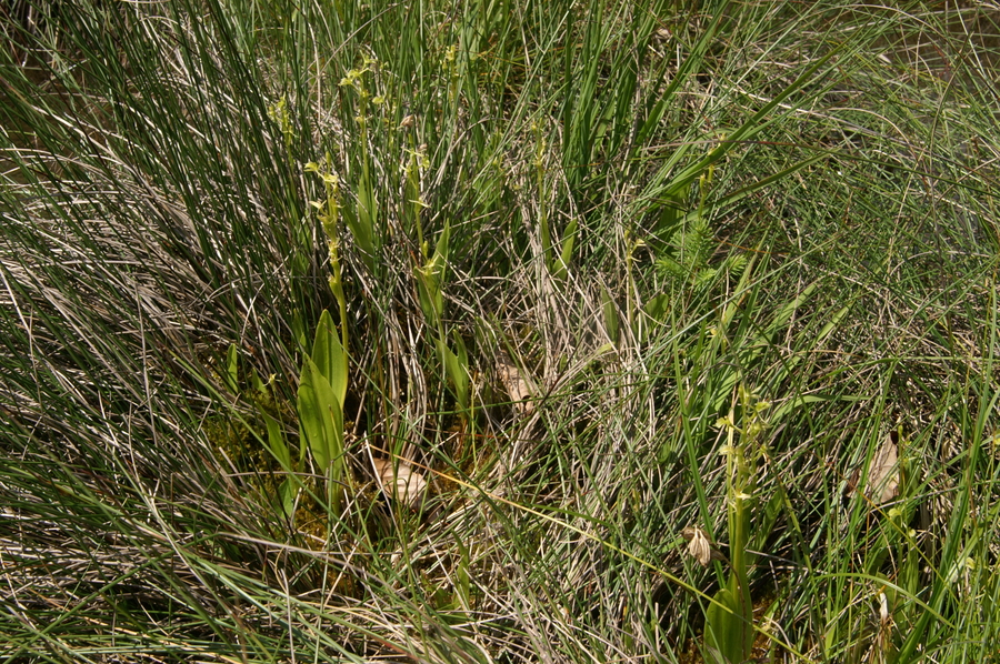 Loeselova grezovka (<i>Liparis loeselii</i>), Zelena dolina (Hotederščica), 2009-06-27 (Foto: Benjamin Zwittnig)