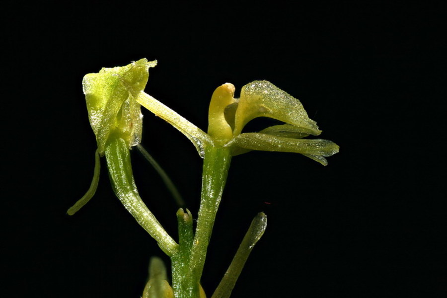 Loeselova grezovka (<i>Liparis loeselii</i>), Trzin, 2010-06-13 (Foto: Jure Slatner)