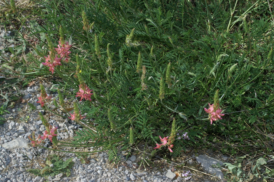 Navadna turška detelja (<i>Onobrychis viciifolia</i>), Podpeč (kraški rob), 2007-04-28 (Foto: Benjamin Zwittnig)