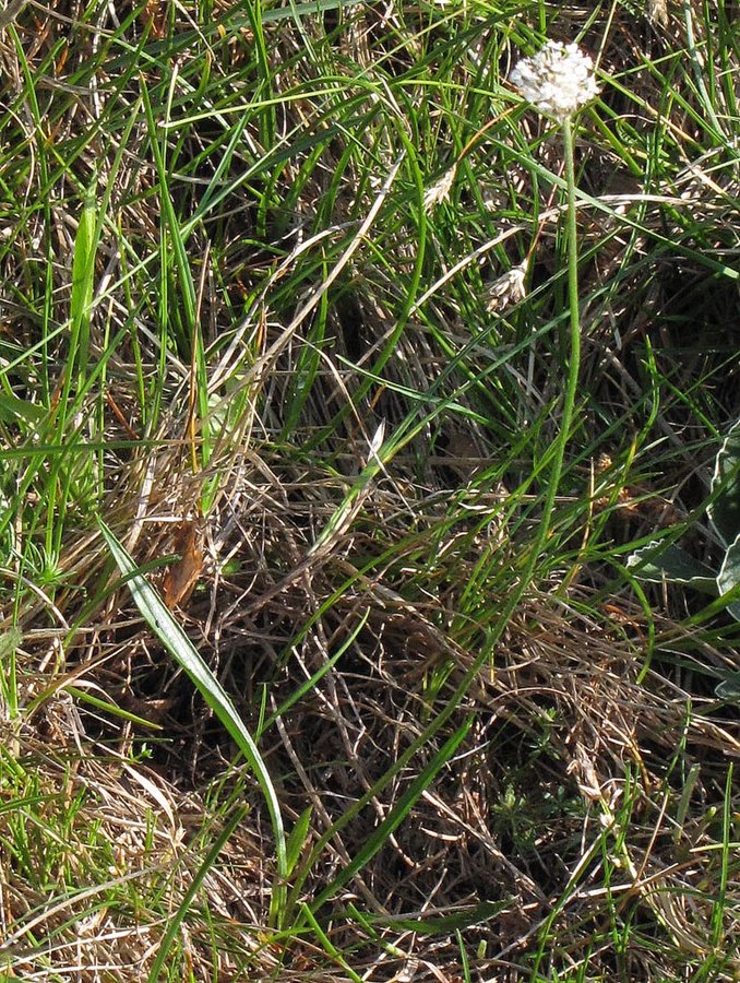 Srebrni trpotec (<i>Plantago argentea ssp. liburnica</i>), Gora nad Ajdovščino, 2011-05-18 (Foto: Boris Gaberšček)