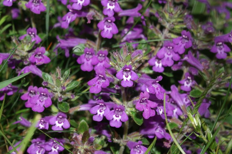 Alpski čober, Alpski šetrajnik (Acinos alpinus), Otlica, 2006-05-21 (Foto: Benjamin Zwittnig)