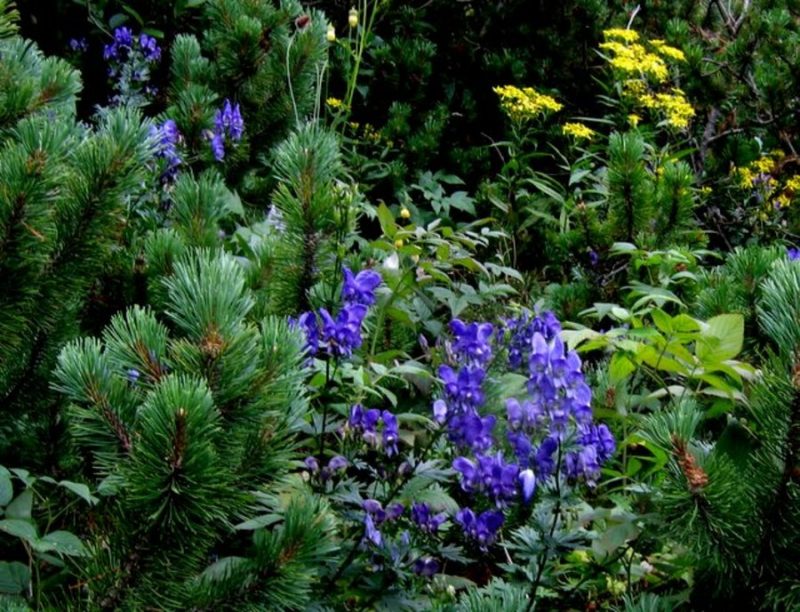 Latasta preobjeda (Aconitum degenii), Begunjščica (nad Prevalom), 2008-08-21 (Foto: Boris Gaberšček)